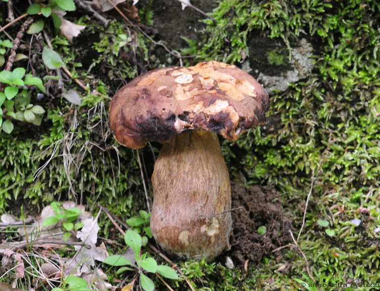 I primi di stagione...